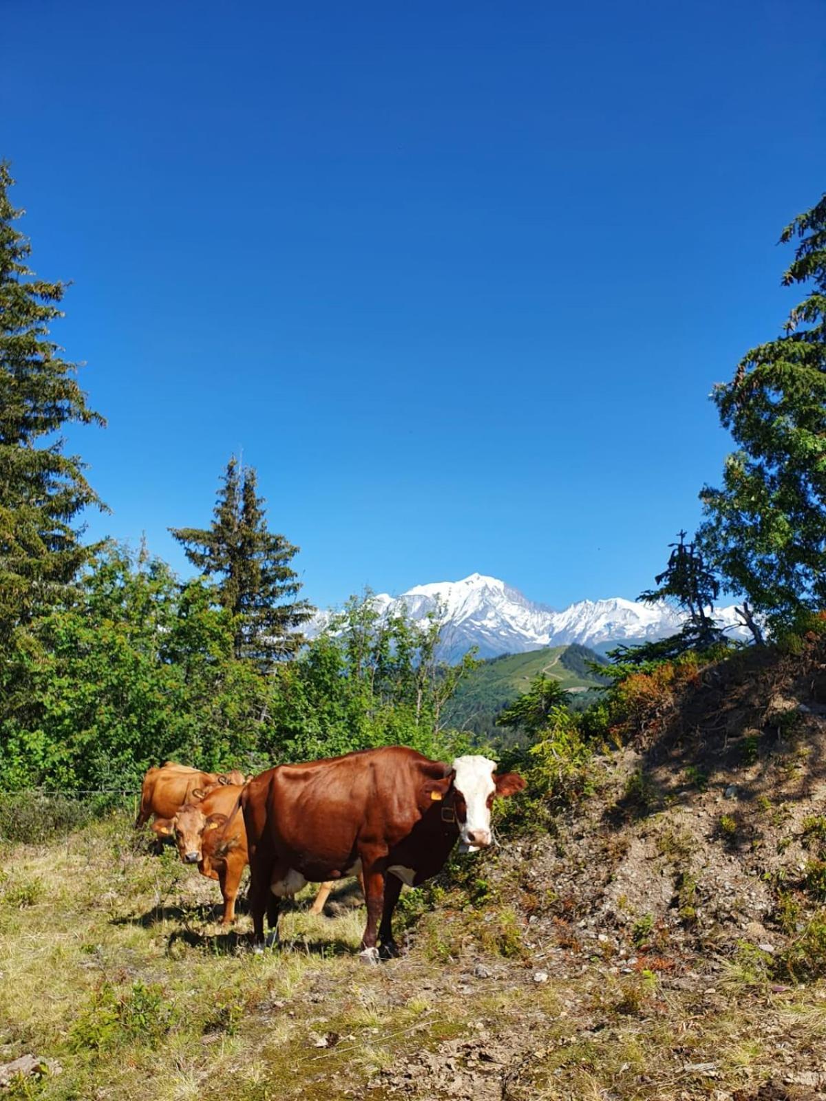 Appartement La Duchere Le Plan-La Giettaz Massif Des Aravis Exteriör bild